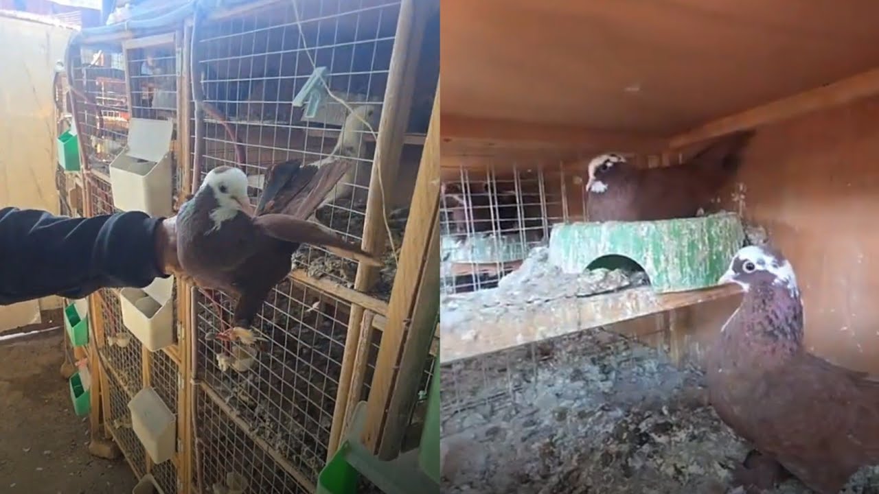 متاح دايات خط اول مال لكابتن شكري القريشي 