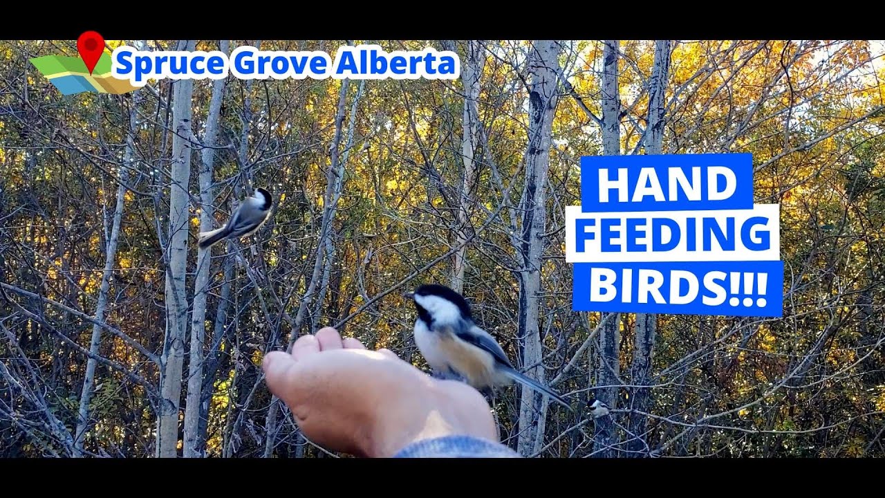 Road Trip Canada! Really Hungry and Friendly Birds At Clifford E. Lee Nature Sanctuary!