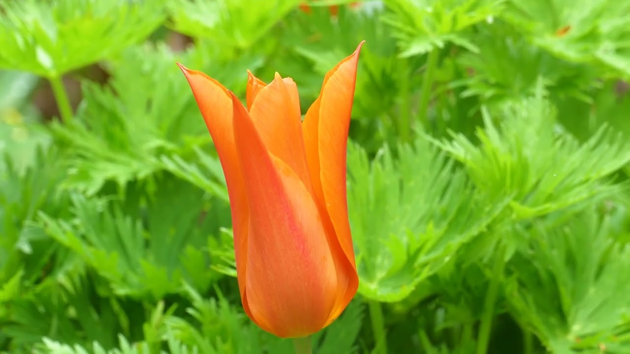 Kiftsgate Court Gardens, Mickleton,  Chipping Campden, Gloucestershire, The Cotswolds, UK - May 2022