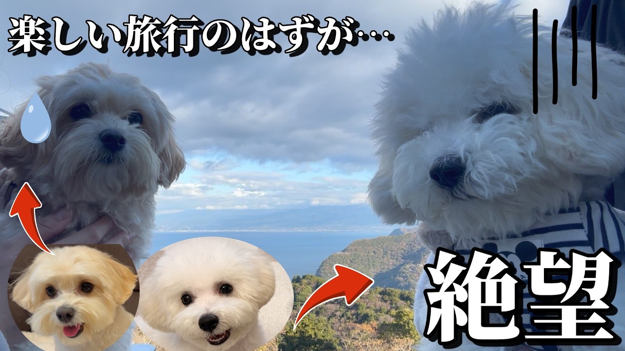 犬と泊まれる宿に大興奮で出発。まさかの事態に絶望する子犬【愛犬と伊豆旅行】