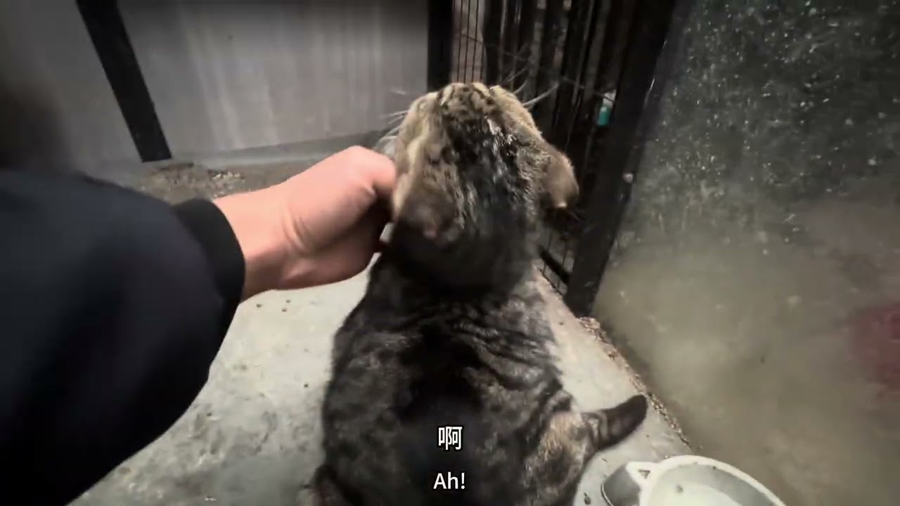 日常照顾流浪猫狗，累累累