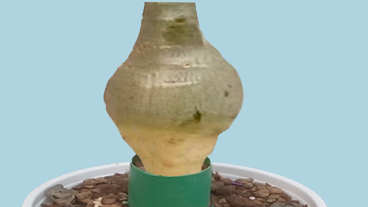 Adenium Caudex Customized into a Ball Shape