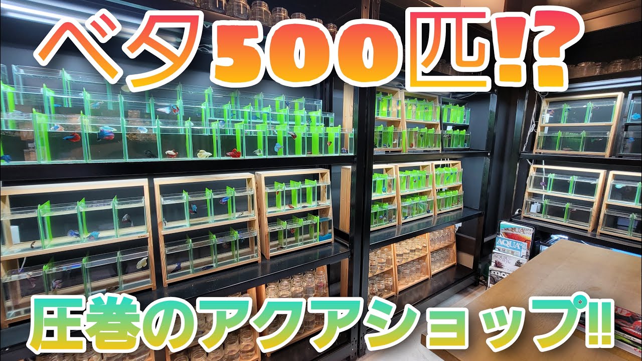 ベタ500匹⁉圧巻のアクアショップ‼　aquarium　アクアリウム　ベタ　水槽