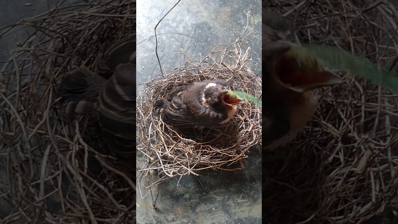 criando um filhote de galo de campina novinho na papinha.