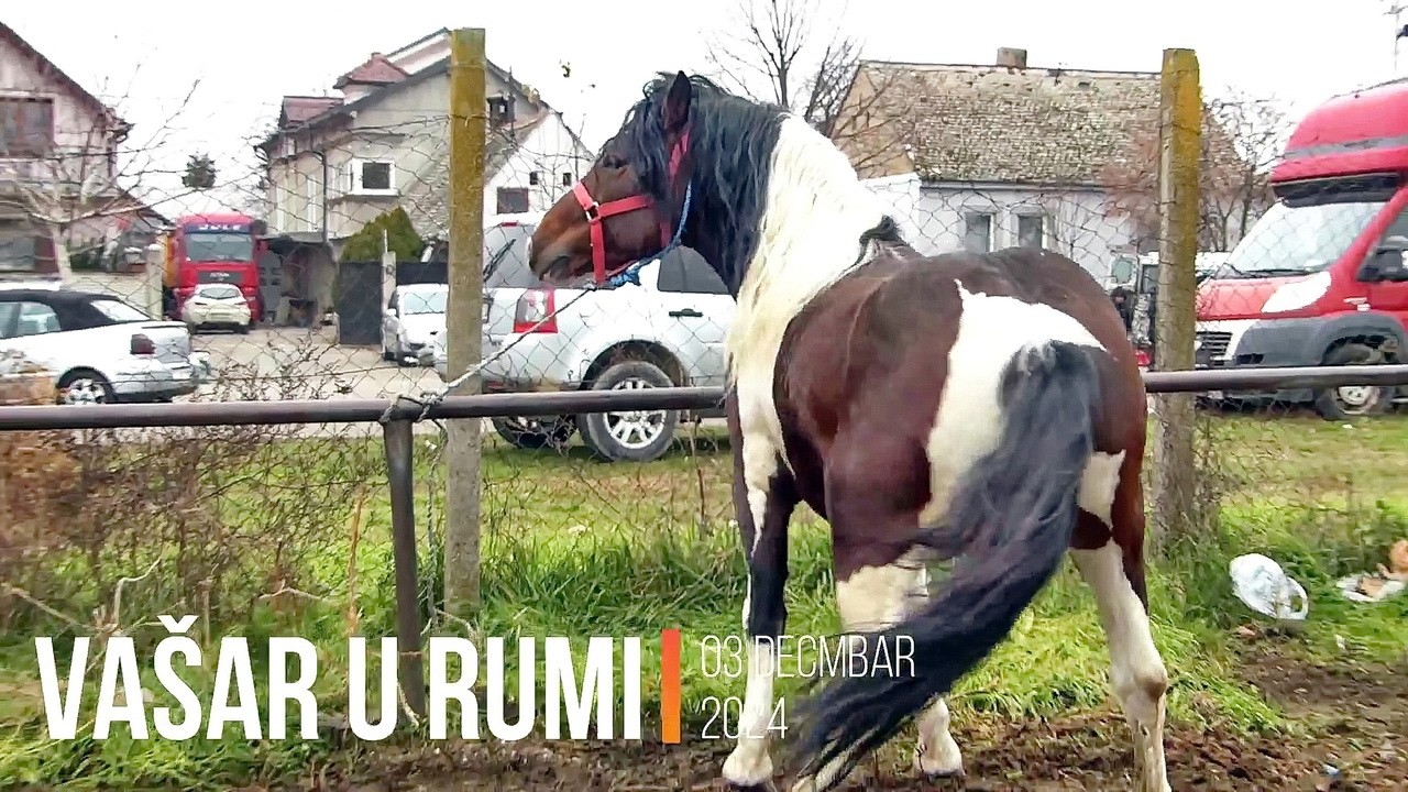Vašar u Rumi  konji na stočnoj pijaci