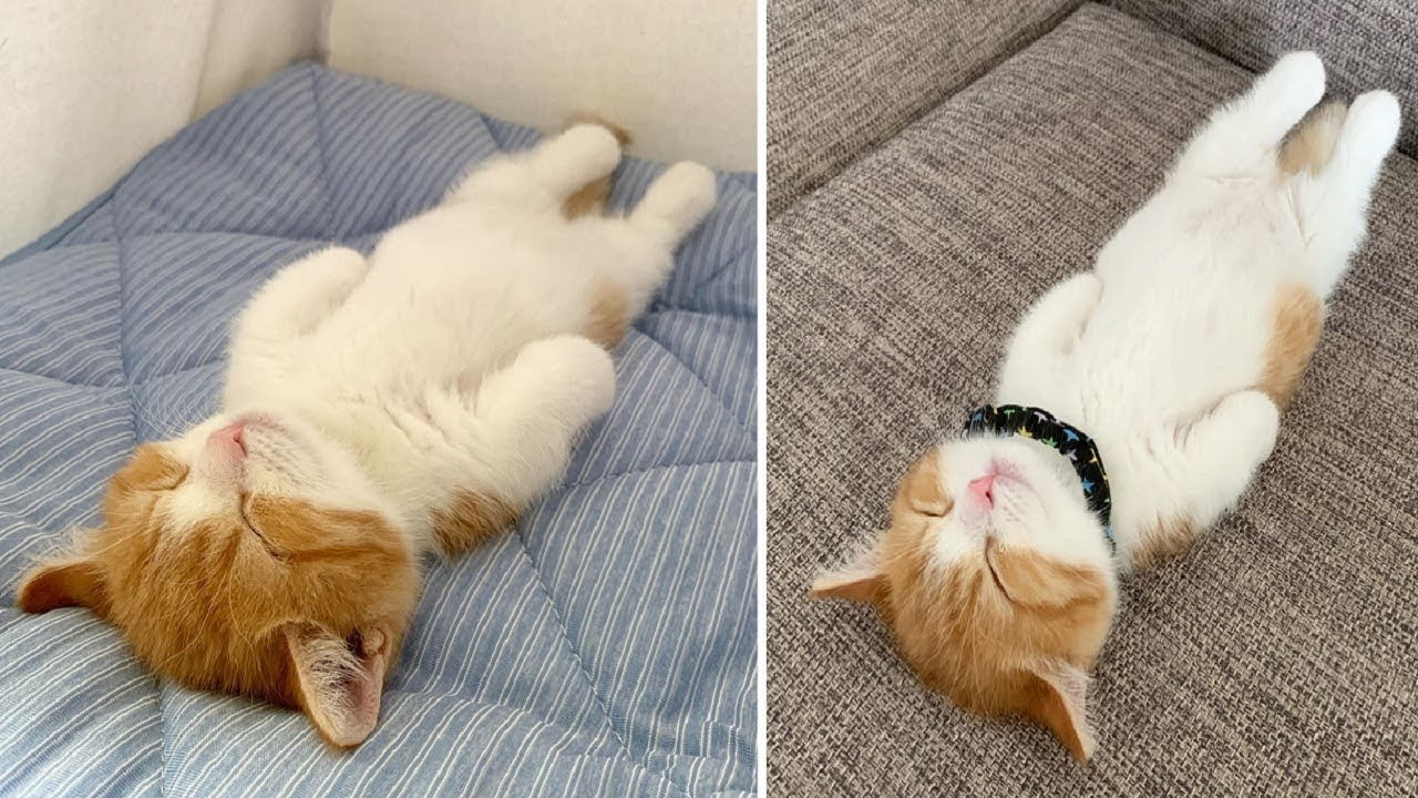 Diese Katze schl&auml;ft als h&auml;tte sie einen An/Aus Schalter...