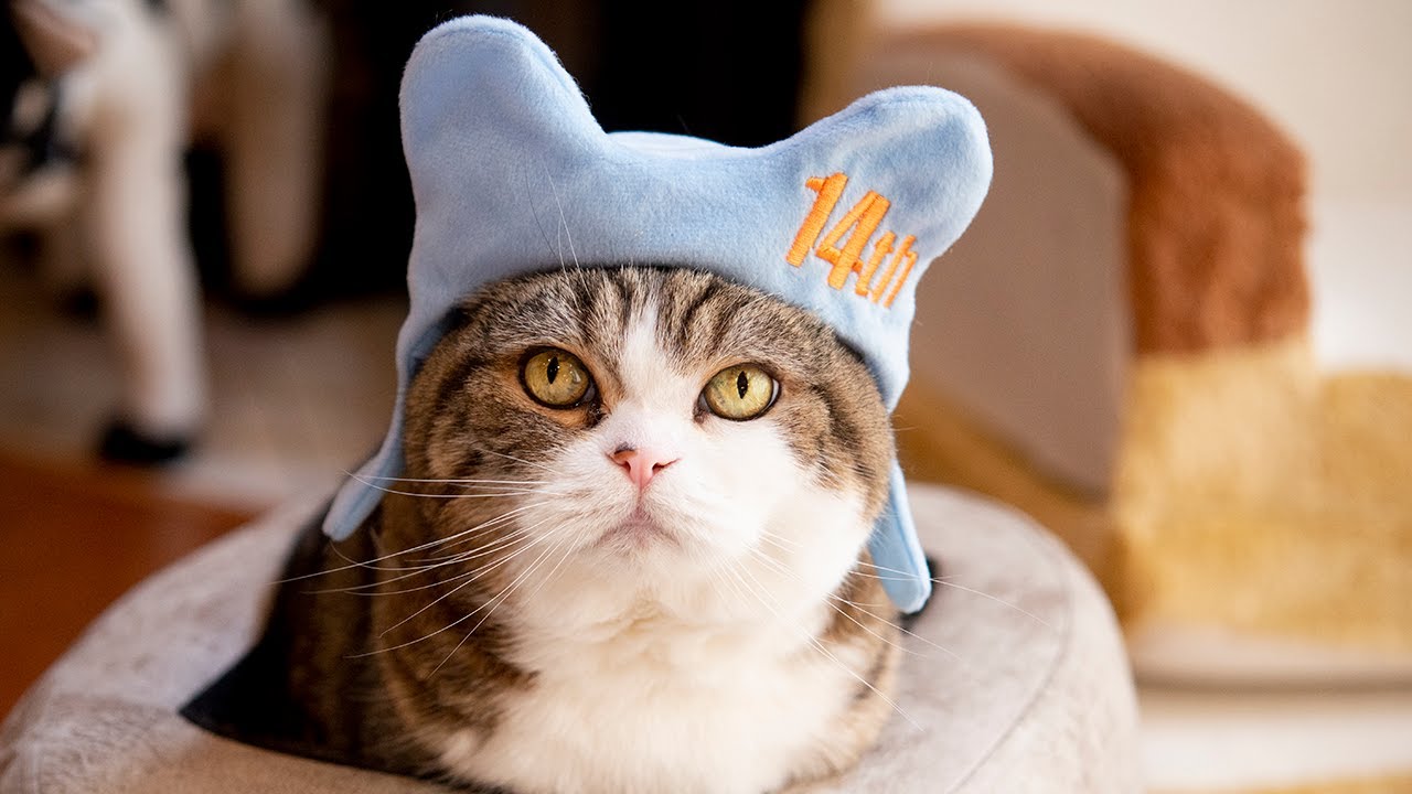 まるです１４。-I am Maru 14.-