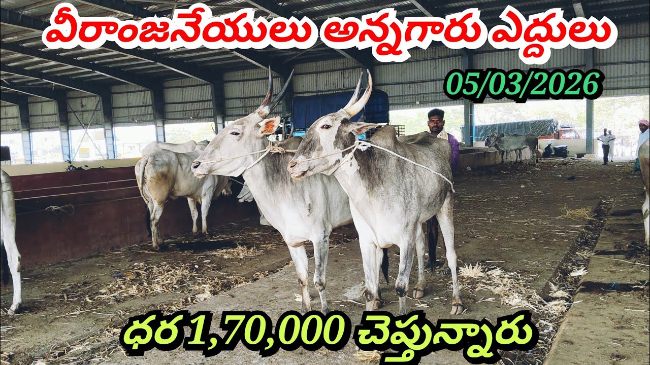 05/03/2026 హవేరి సంతలో కర్తట్ల వీరాంజనేయులు అన్నగారు ఎద్దులు ఏ విధంగా ఉన్నాయి చూడండి