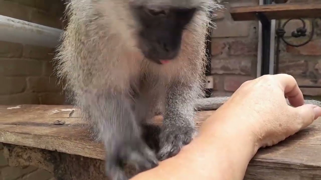 ASMR Baby Monkey Lollipop Grooming With Medical Precision! Incredible Focus!#asmr