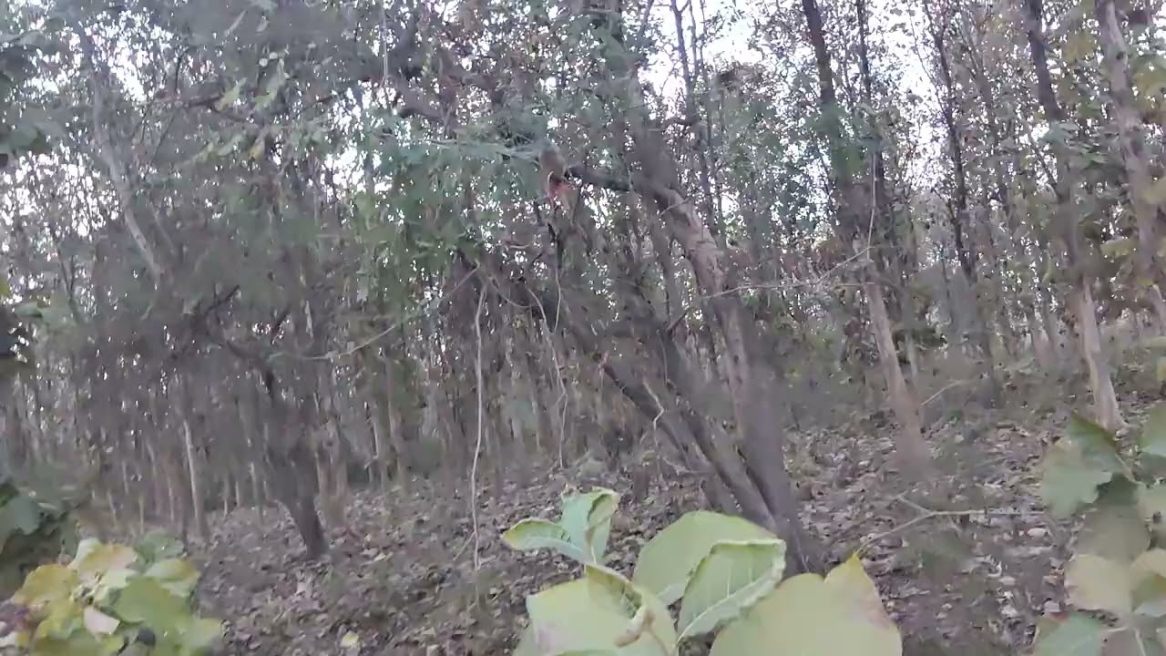 राधे राधे भाई बहनों एक ब्लॉक बना रखा है पसंद आया तो लाइक सब्सक्राइब जरूर करना भाई बहन जंगल का है