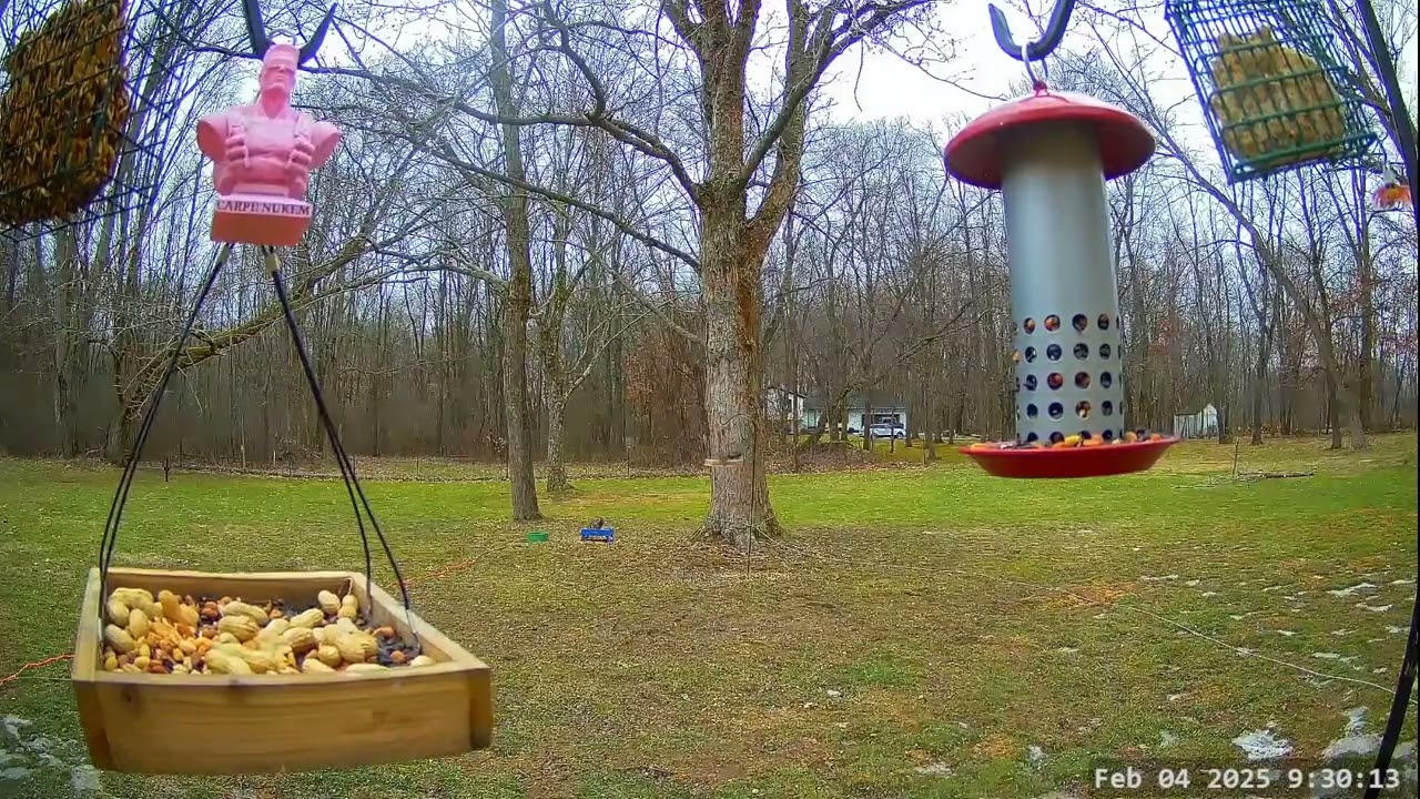 Winter Bird, Deer & Critter Cam