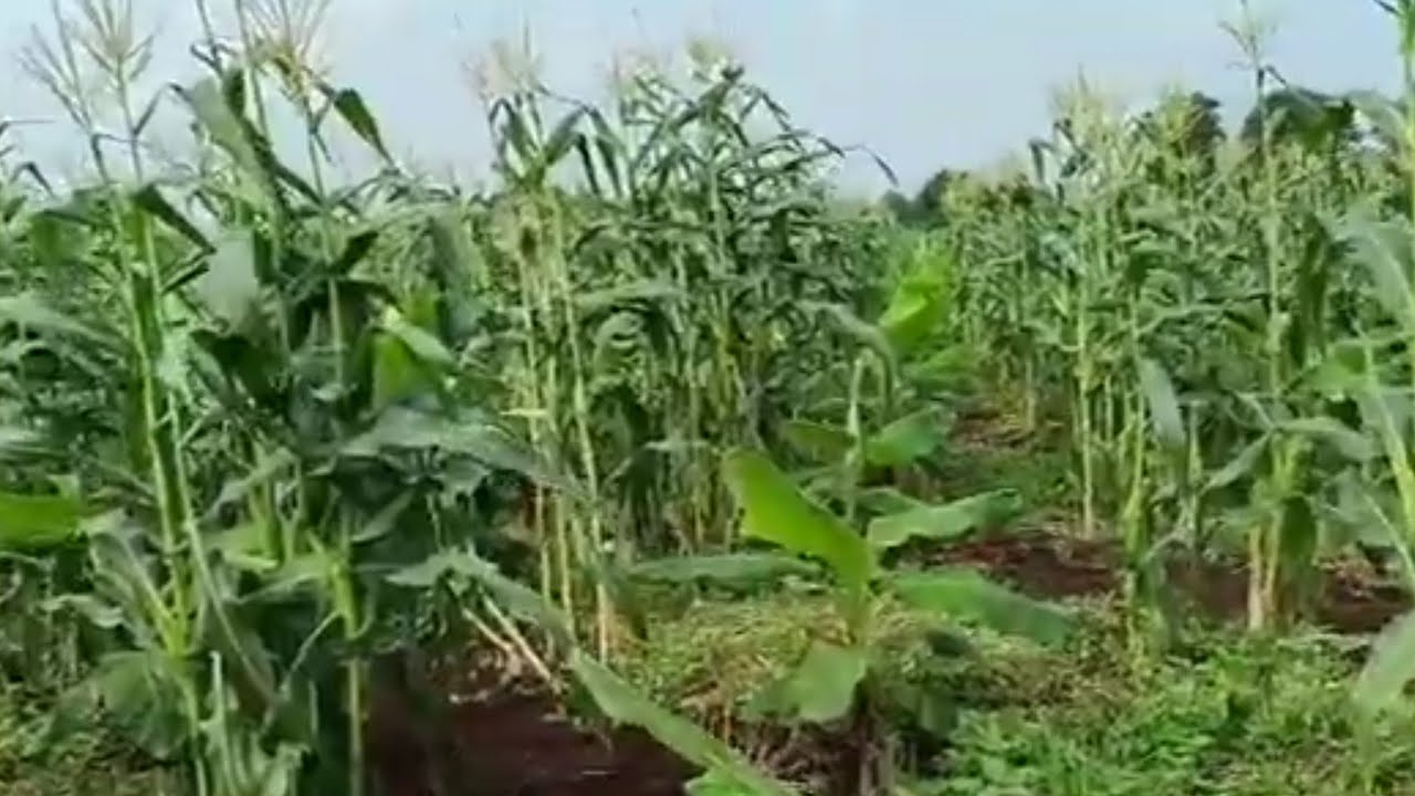 4550- BK Banana Contract Farming 5x9 अंतर्वर्ती मक्का फसल 7648838222 किसान पाठशाला BALRAM KISAN