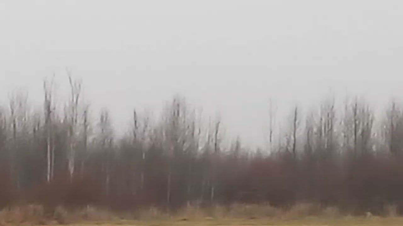 Лиса на поле мышкует.