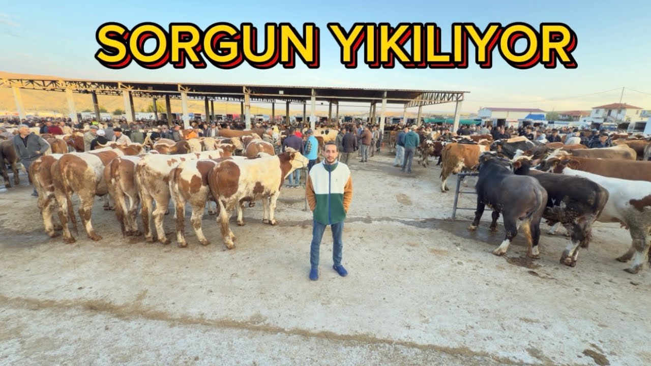 SORGUN HAYVAN PAZARI KURBANLIK FİYATLARI 29 MAYIS