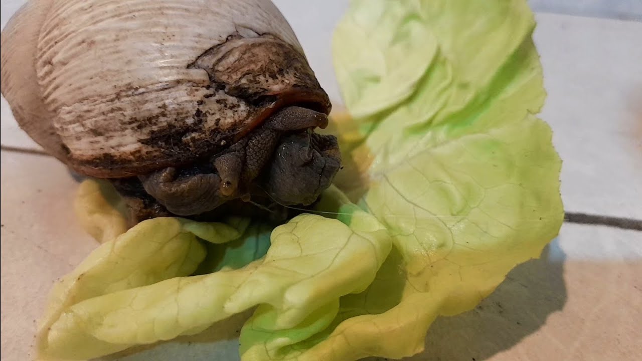 Caracol gigante, peces y acuarios. ACUARIO URBANO, PESCA URBANA