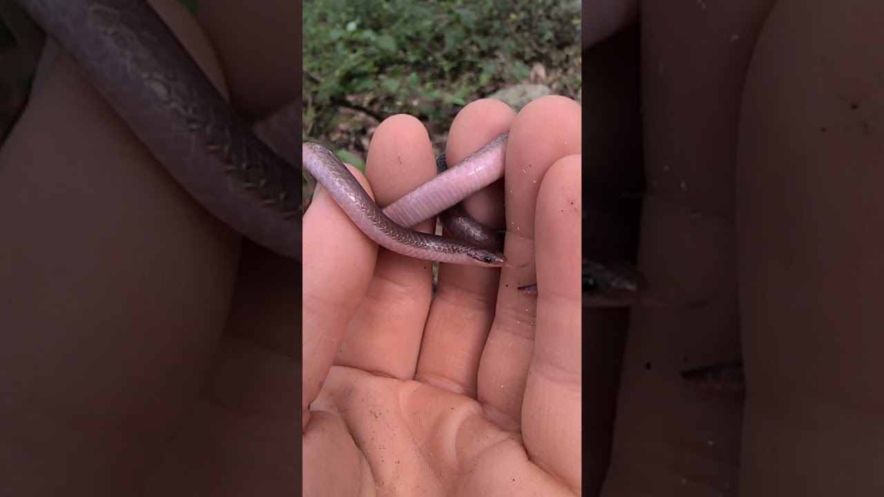 #fyp #foryou #explorepage #explore #snake #reptile #wormsnake #worm #fypシ#cute
