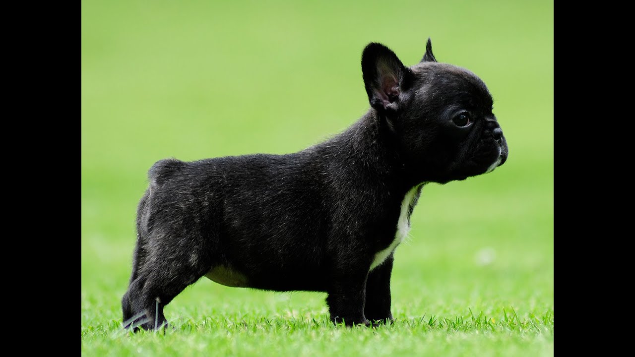 Micro Mini French bulldog puppy for sale (Penny Lane) 786-206-9330
