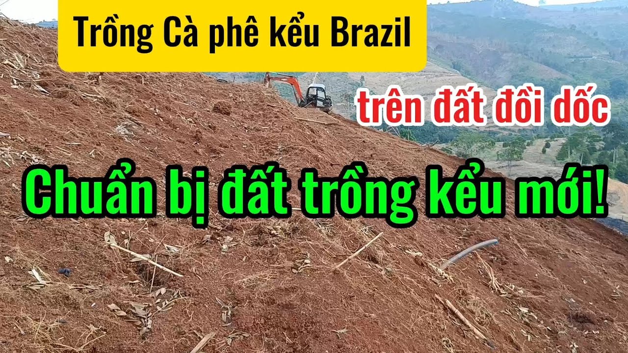 Trồng Cà phê kiểu Brazil - Chuẩn bị đất trồng #caphe #xanhlun #giacaphe #lamvuon #caphethangon
