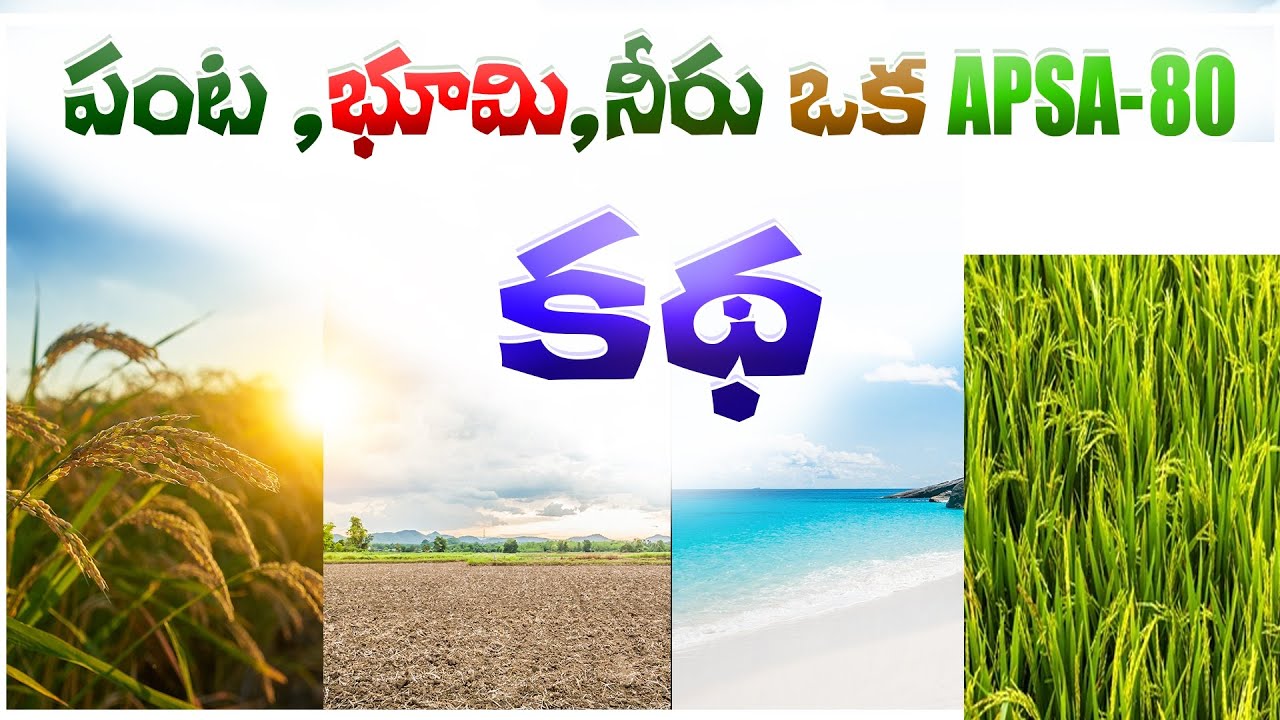 APSA 80 || Story of APSA 80 || Fertilizers || Pesticides || @Healthcultureplatform || Nikhil