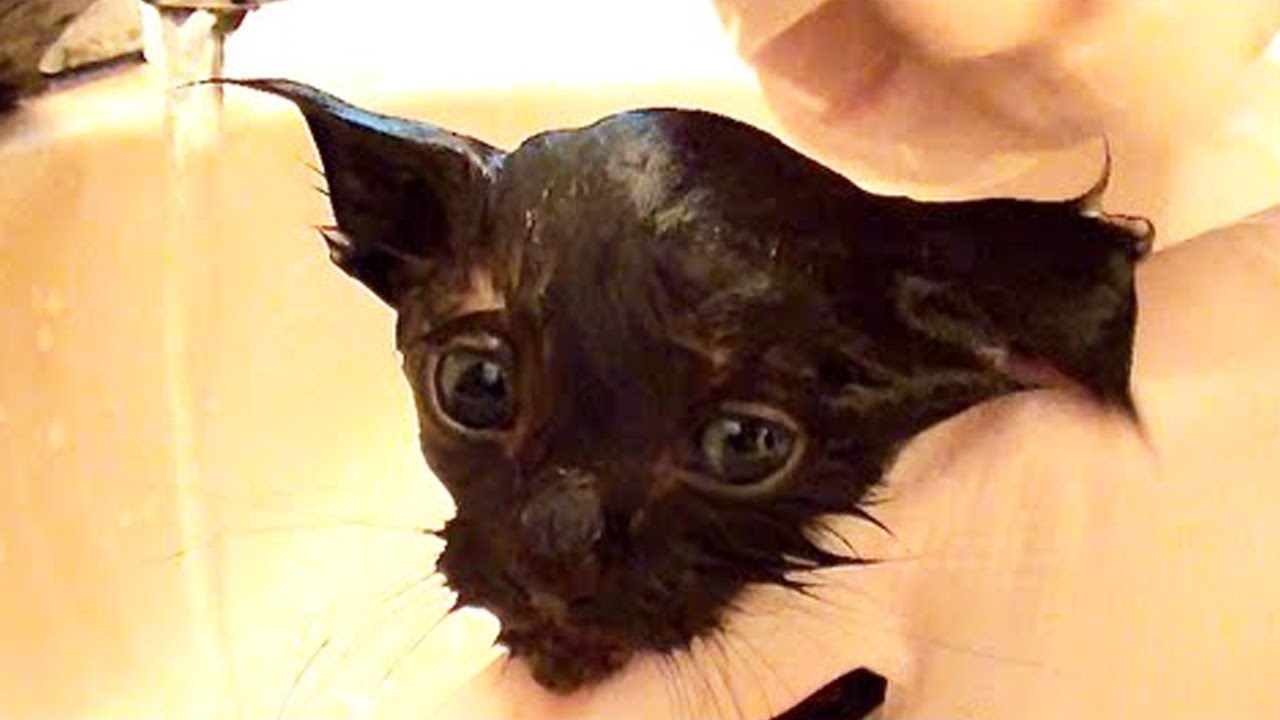 Познакомьтесь с КОУЛОМ, Чёрным котом...