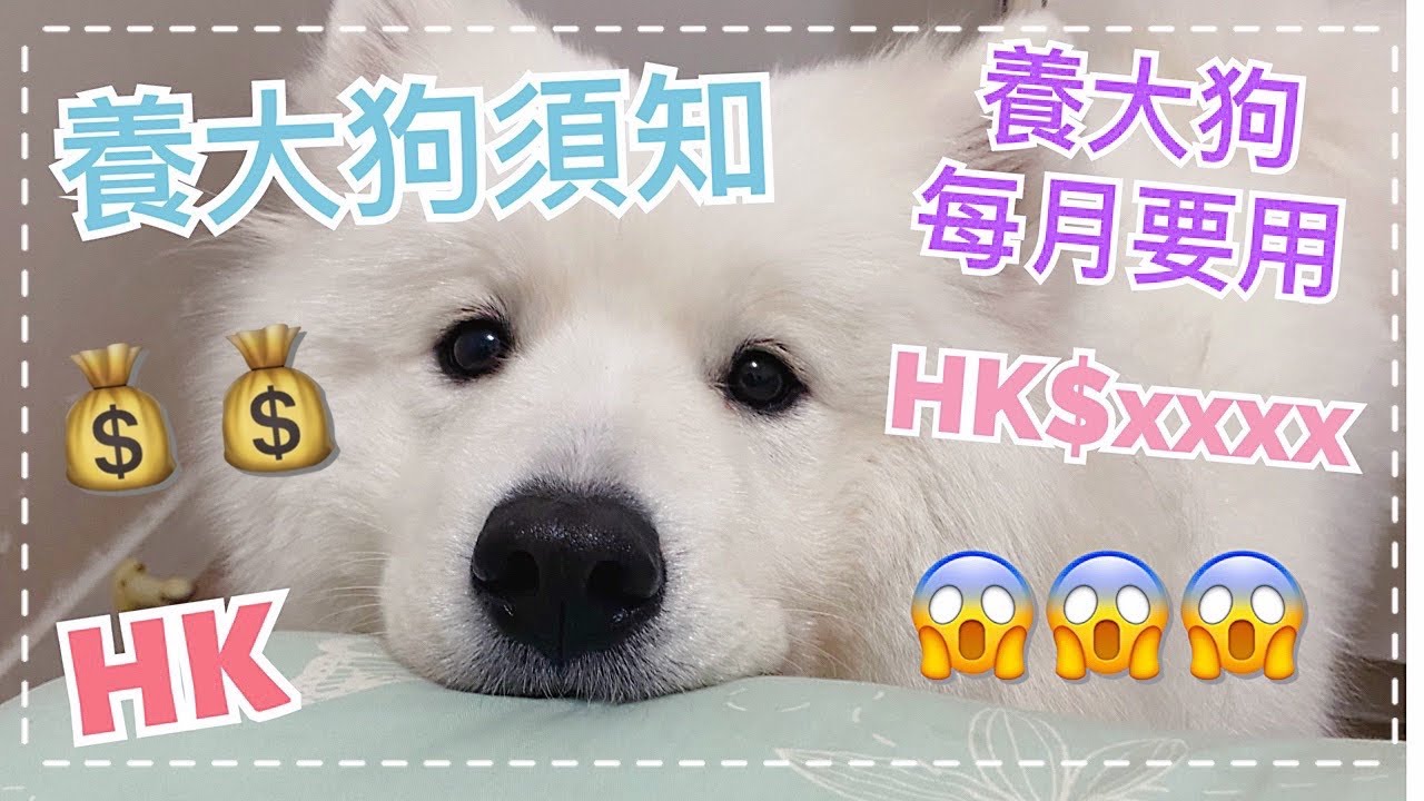 養大狗須知🐙｜在香港養大狗，每個月需要HK$xxxx😱｜🔹Big Dog Channel🔹西摩犬Tako ｜サモエド