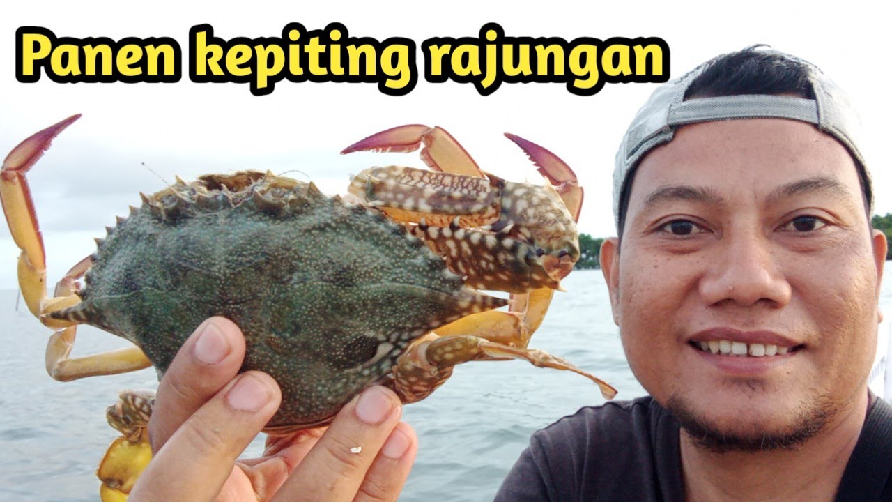 Panen kepiting rajungan di pagi hari # hunting catching crab