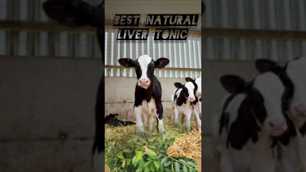 best natural liver tonic for calf and human 