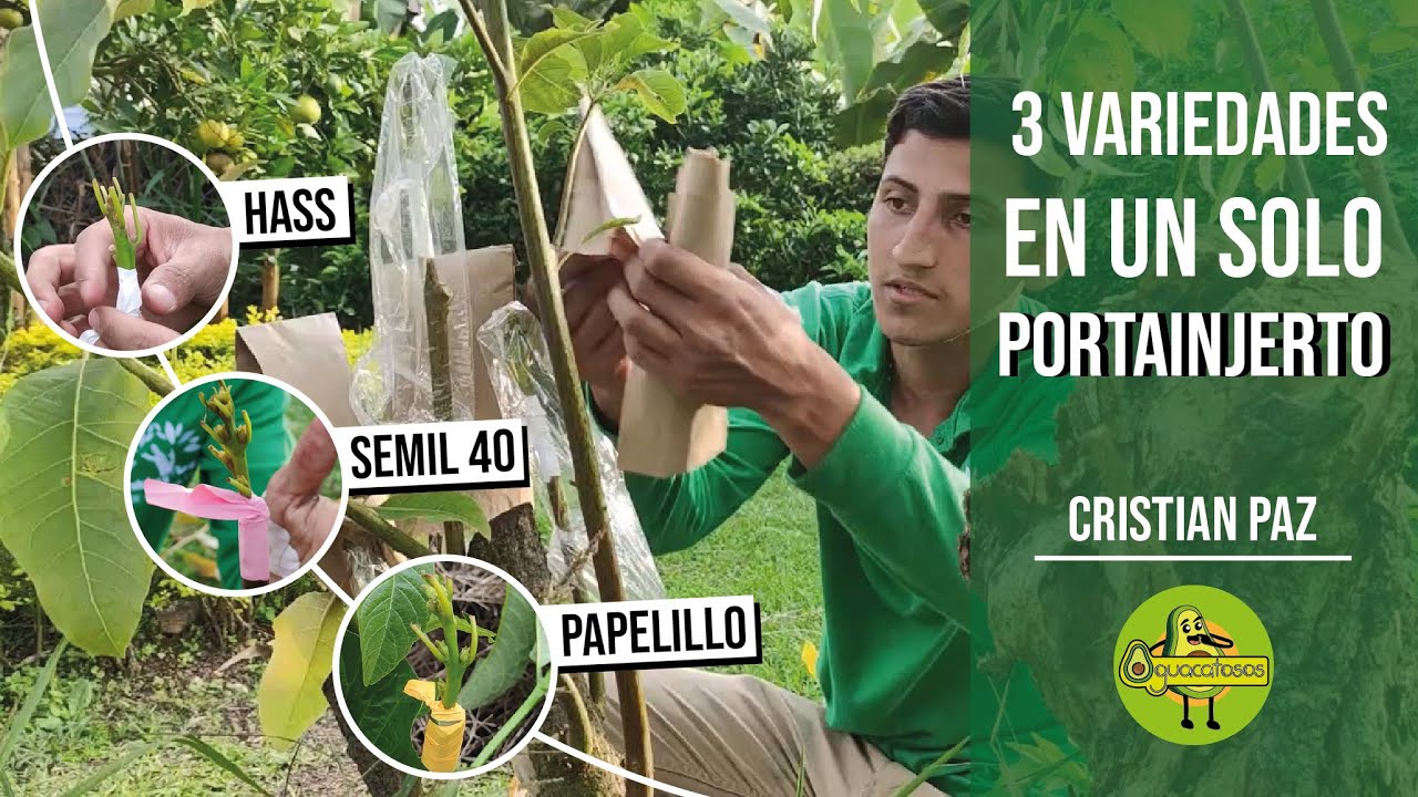 😨🌱 INJERTAMOS un árbol con 3 VARIEDADES diferentes de AGUACATE 🥑 2022