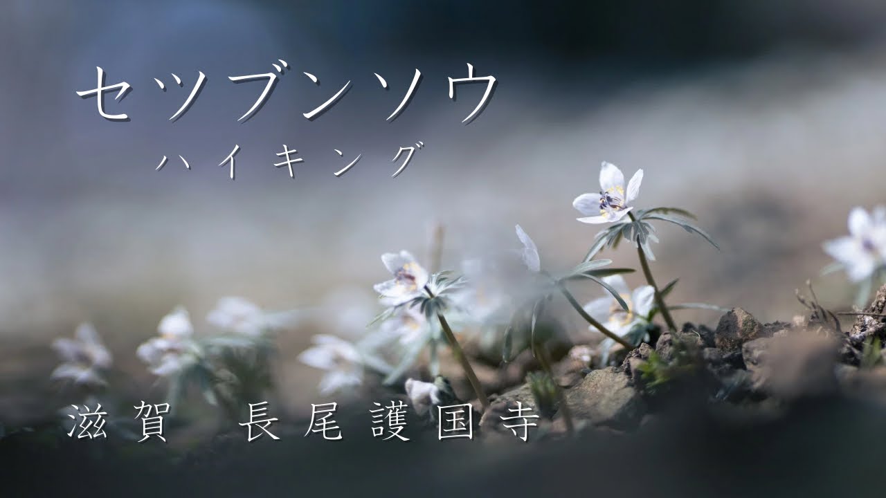 セツブンソウの花が咲き誇るお寺ハイキング！