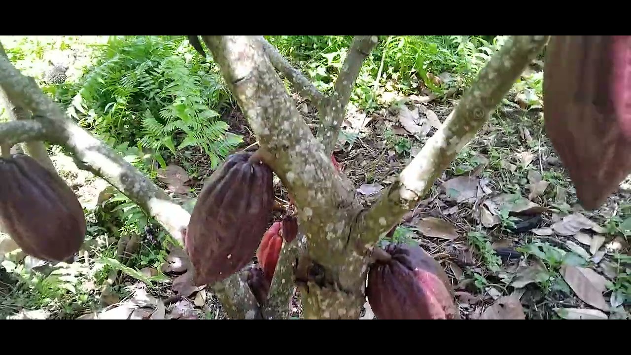 Kunjungan ke kebun durian di gangga, lombok utara....excited bgt🥰😍😍