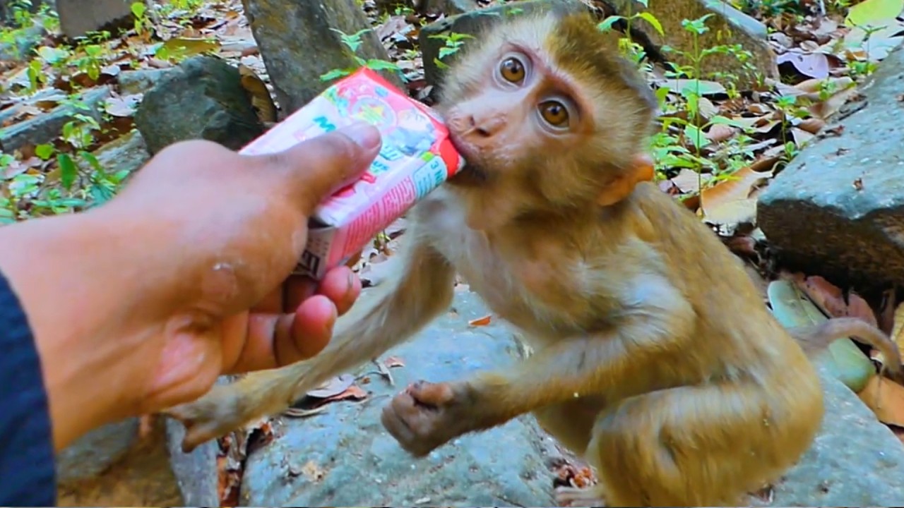 Poor Little Monkey Teo Was Abandoned… We helped feed him milk, and he fell scared