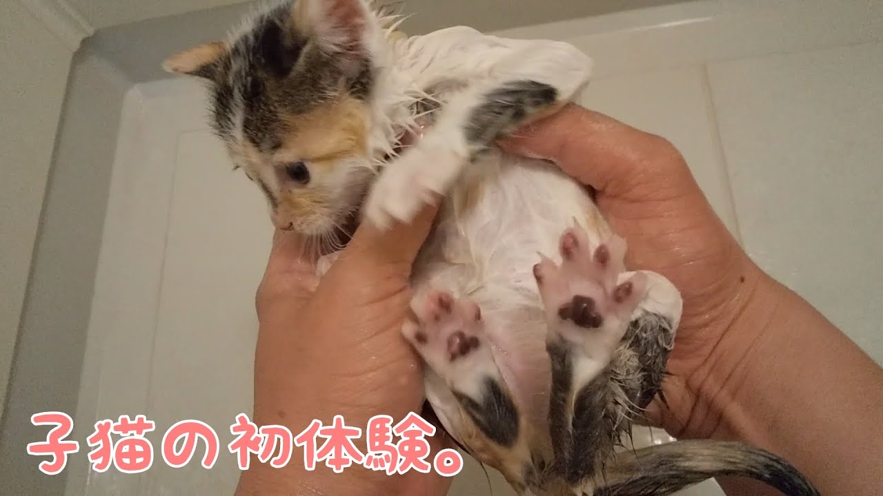 子猫のお風呂初体験。