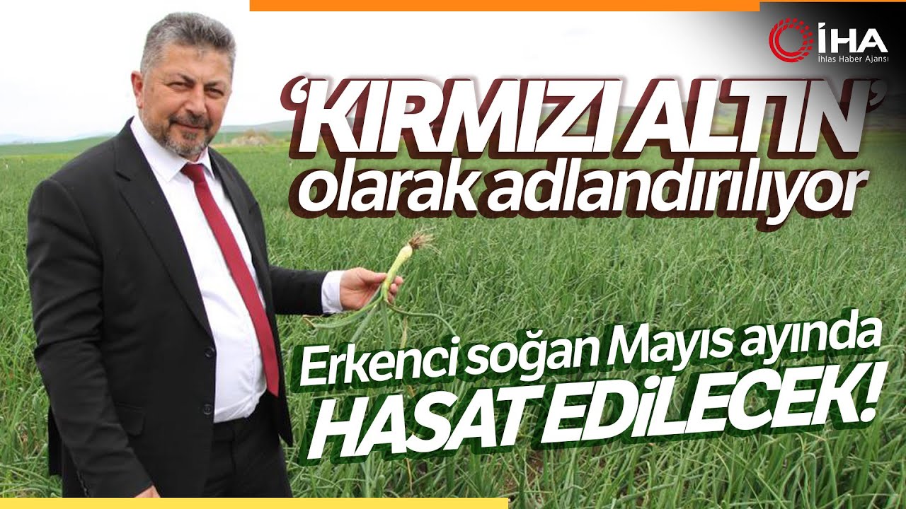 Amasya'da Soğan Ekimi Üç Kat Arttı, Hasat Mayıs Sonunda