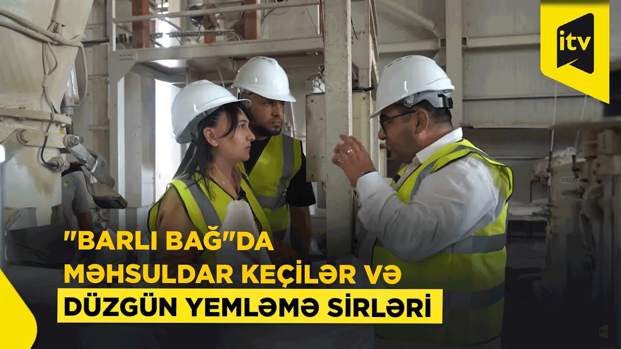 Hazır yem necə hazırlanır, Mursiana keçiləri nə qədər süd verir? | Barlı bağ