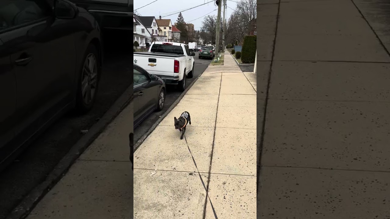 Patron on his daily walk