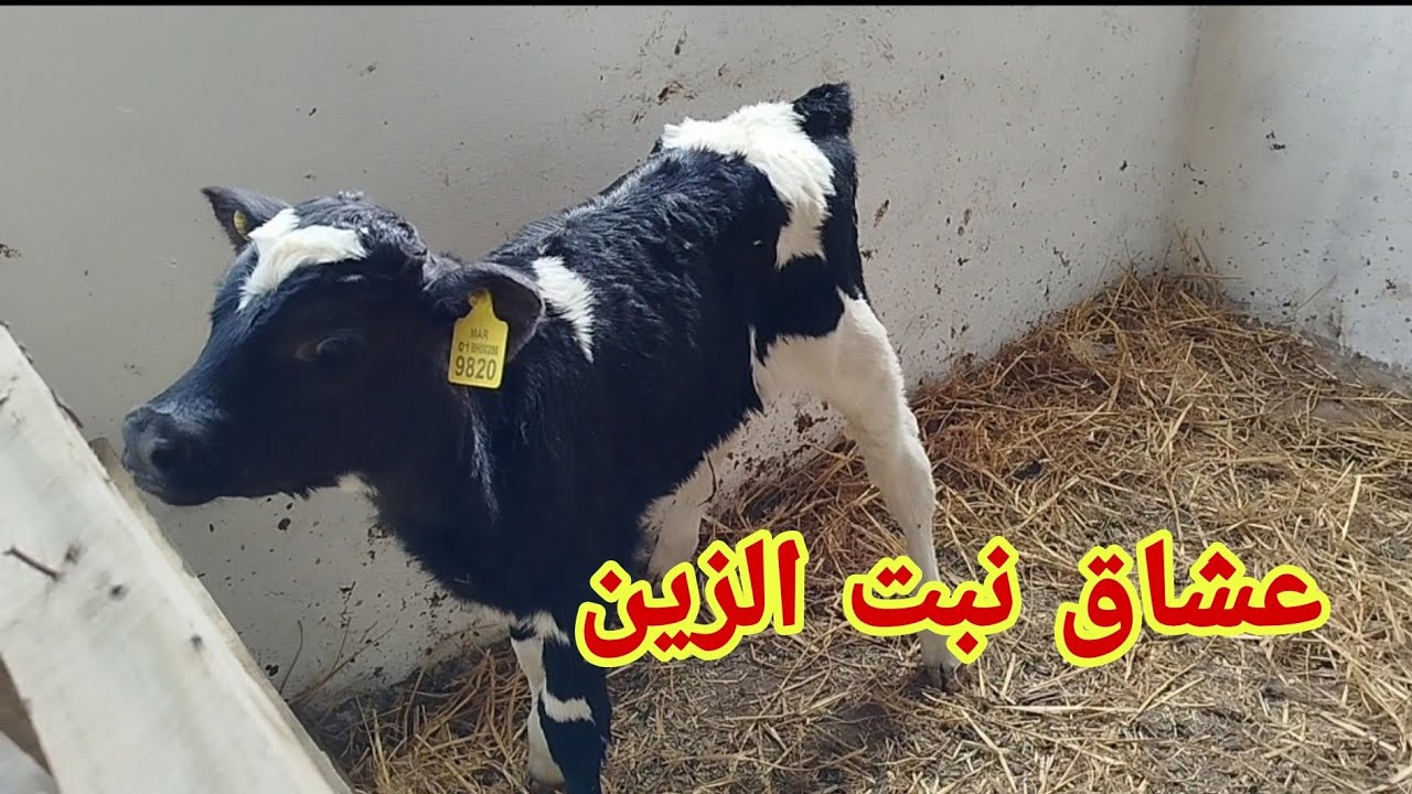 طريقة تربية العجول التسمين الله الله على سلعة هادي هي فرصة ديالك أفضل مشروع حالياً 