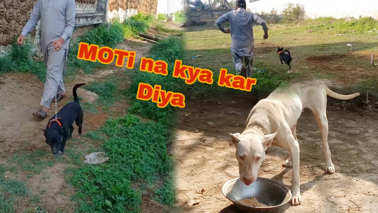 MOTi na Kya kar Diya 😳 Haider Shok vlog YouTube video 