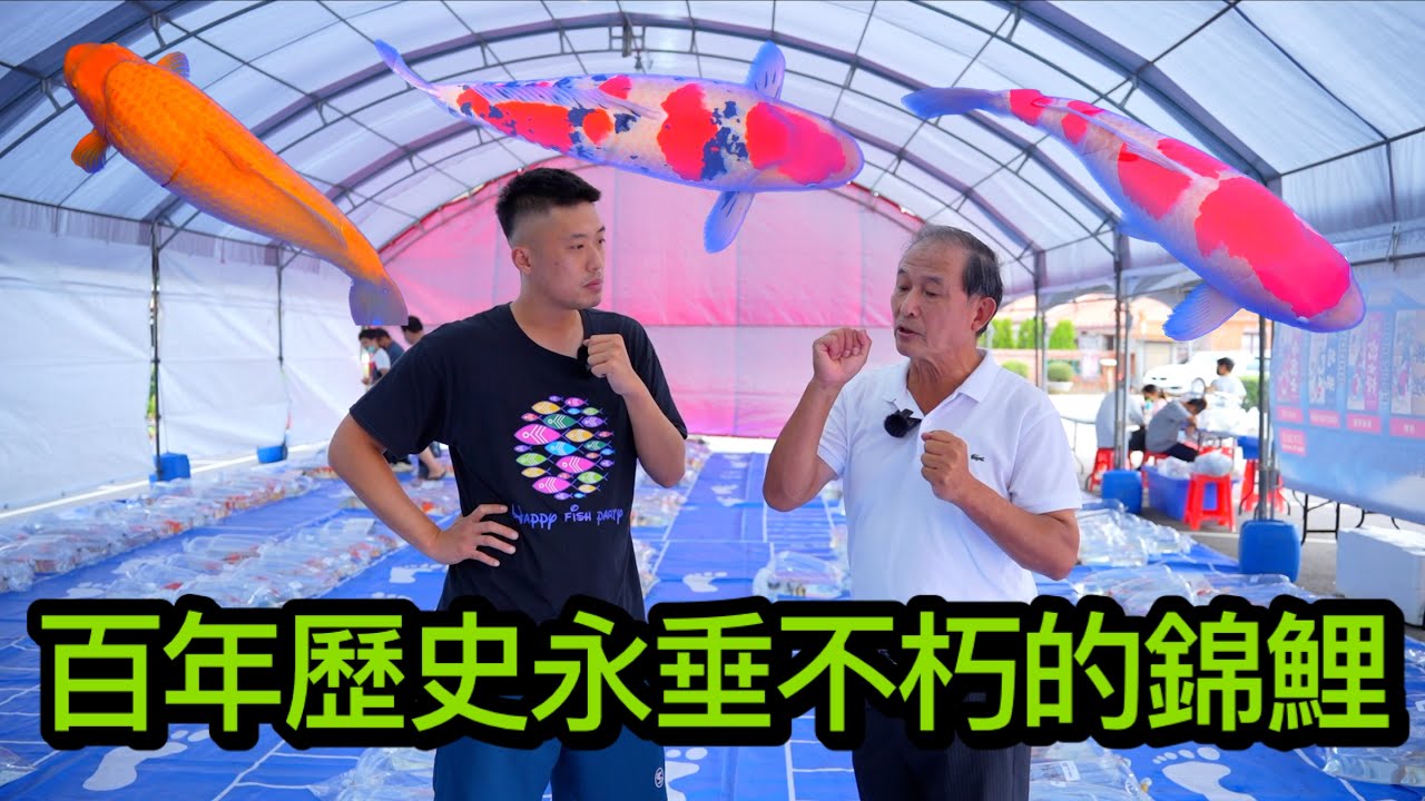 古代流傳至今的錦鯉,上百年的演變,到底有什麼魅力讓這麼多人不惜花大錢飼養錦鯉,讓我們帶大家來去桃園愛鯉協會錦鯉品評會一探錦鯉神秘的力量