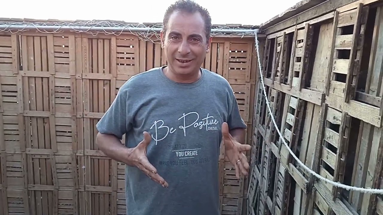 حق الحمام في التشميس مع رضا العداد