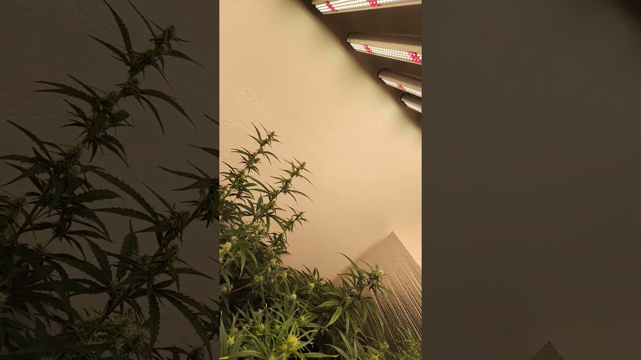 Auto Flowers Indoors #diyautoflower #autoflower #shorts