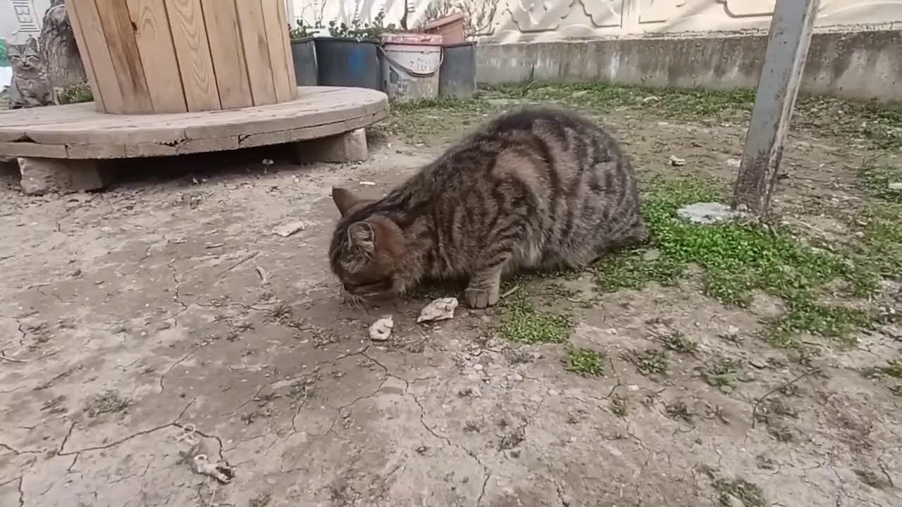 Sokakta özgür yürekte dost'' 😻