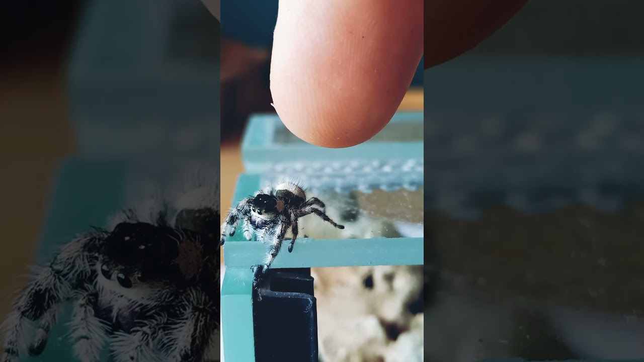 Phidippus Regius Bahamas. Skakun Kr&oacute;lewski