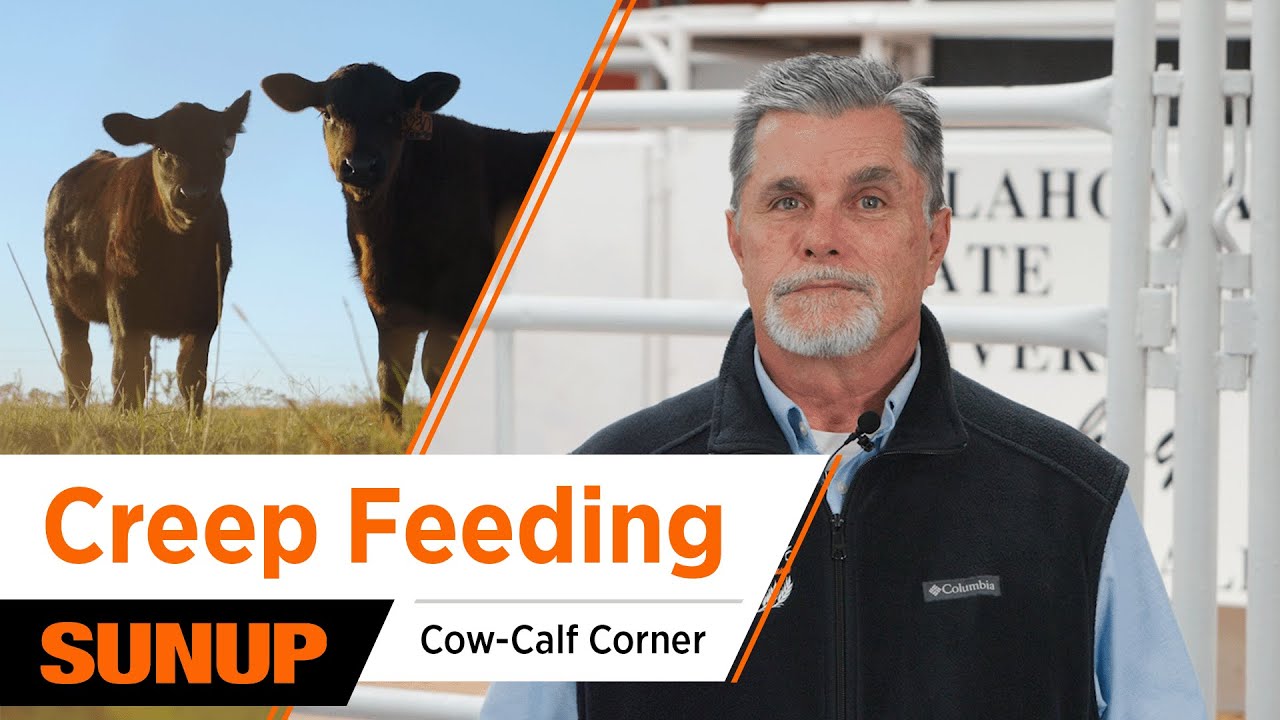 Is Creep Feeding Worth It? | Cow-Calf Corner
