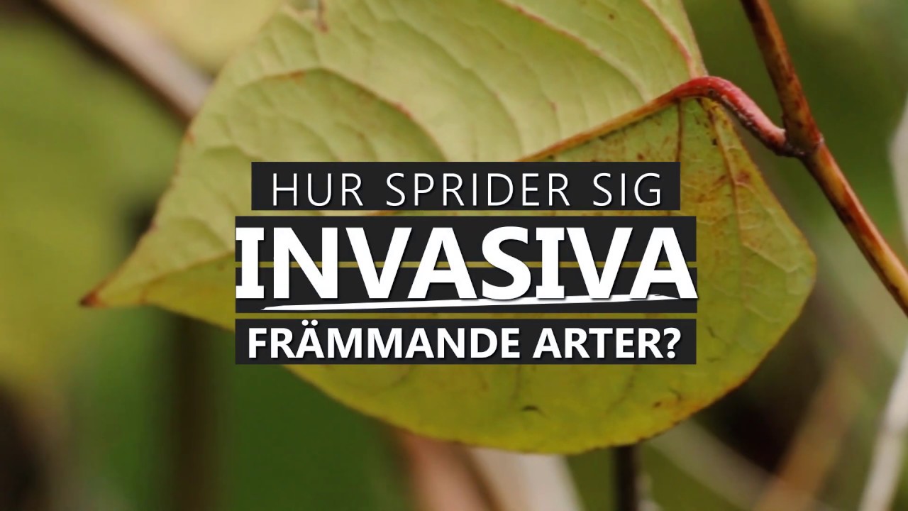 Hur sprider sig invasiva arter?