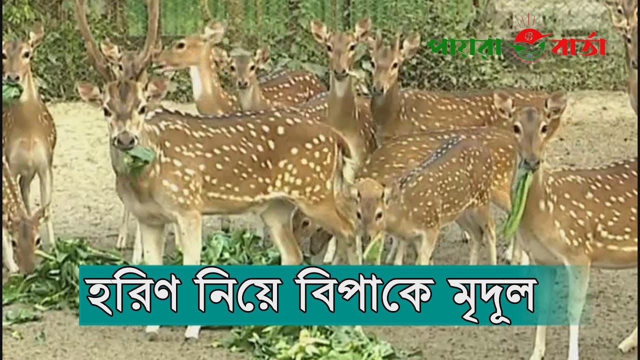 নিজের খামারের ছয়টি হরিণ জবাই করে মাংস পাচারের অভি‌‌যো‌গে জেমস মৃদুল হালদার বিপাকে পড়েছেন ।
