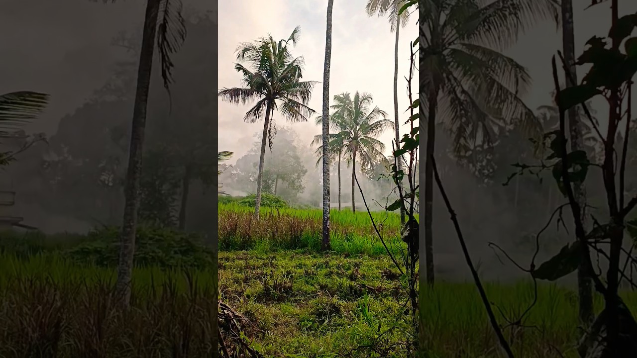 Beautiful farm in Kerala #farm #farmhouse #shortvideo #shorts #short #kerala #keralatourism #nature