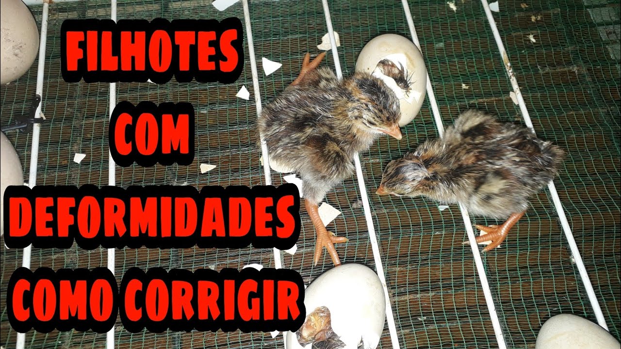 Como corrigir deformidades nos filhotes rescem nascido / PAVÃO,  faisão,  pintinhos de Angola
