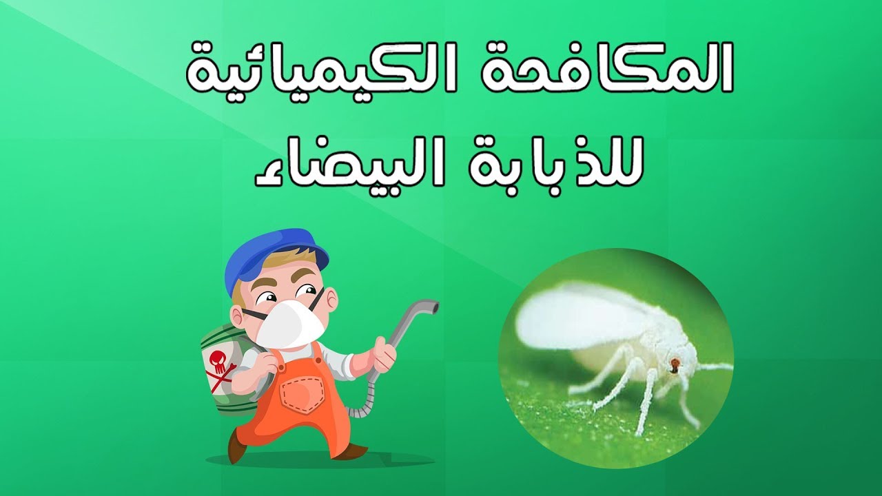 خلاصة المكافحة الكيميائية للذبابة البيضاء
