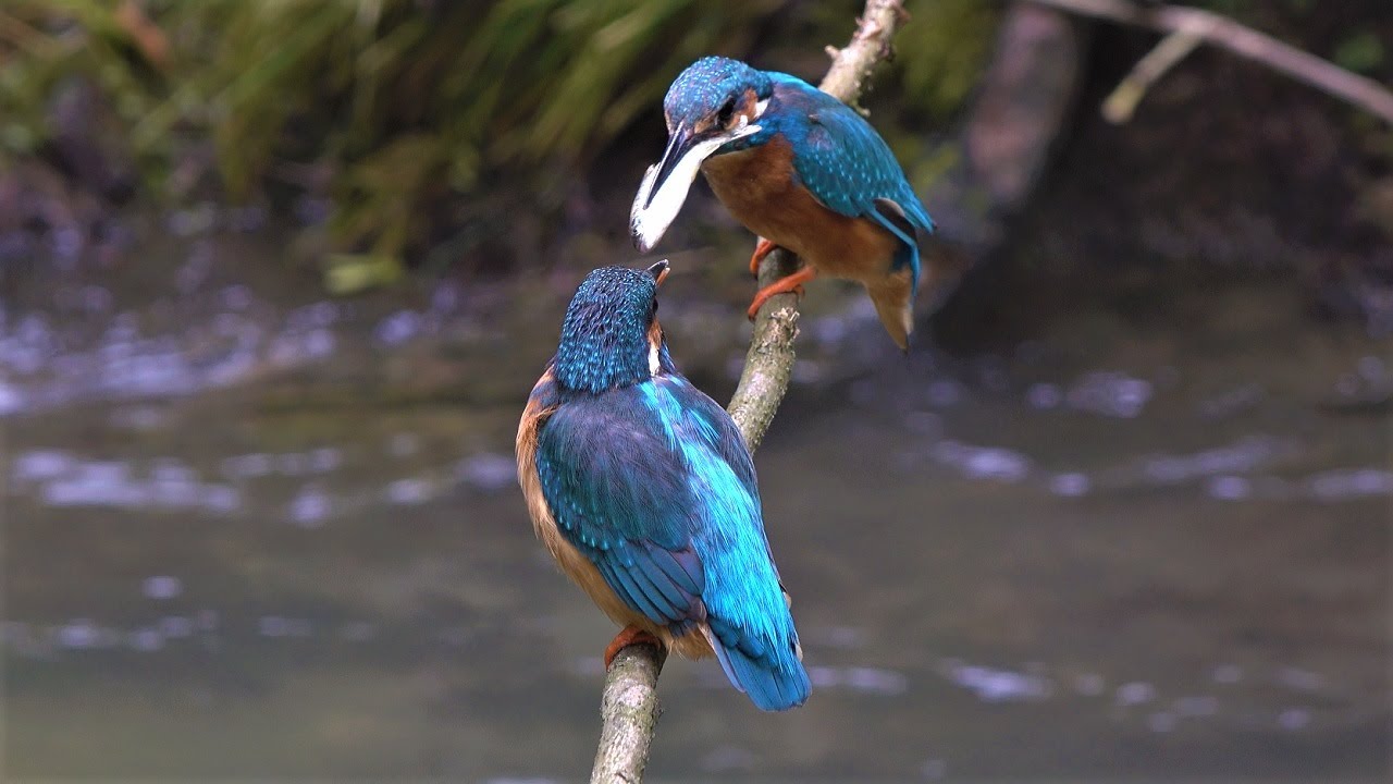 Balzf&uuml;tterung beim Eisvogel / Courtship feeding of common kingfisher