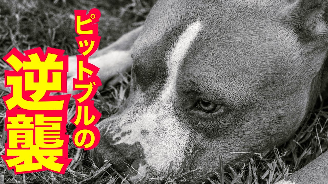 【ピットブル】ポテトくんとの散歩が苦痛？